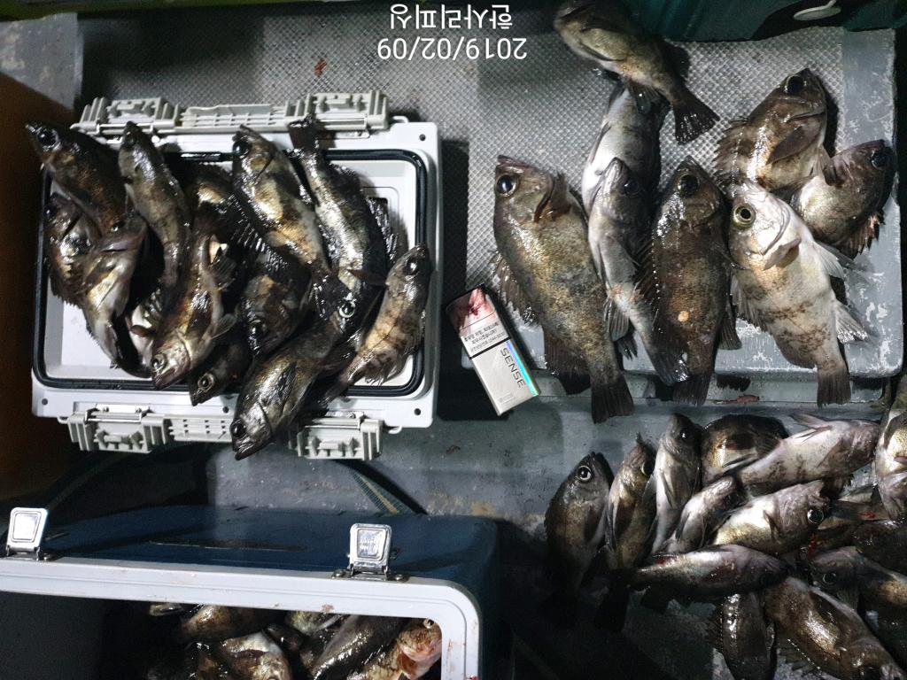 낚시뚜,볼락,삼천포 신향마을,한사리피싱,낚시뚜8