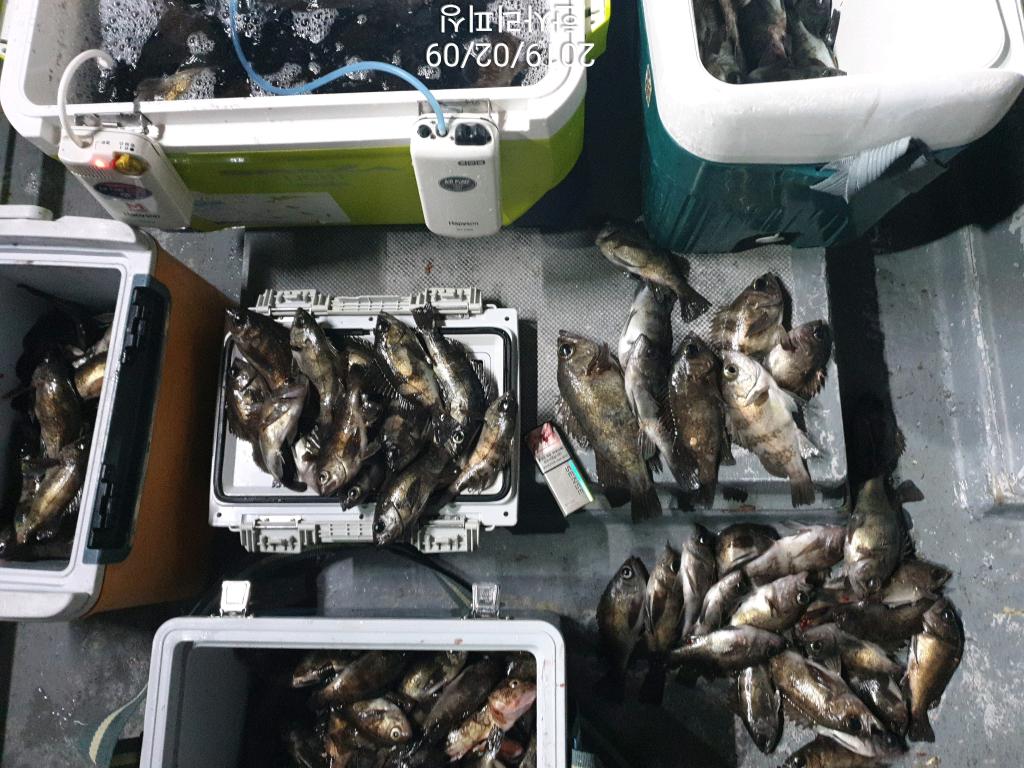 낚시뚜,볼락,삼천포 신향마을,한사리피싱,낚시뚜9