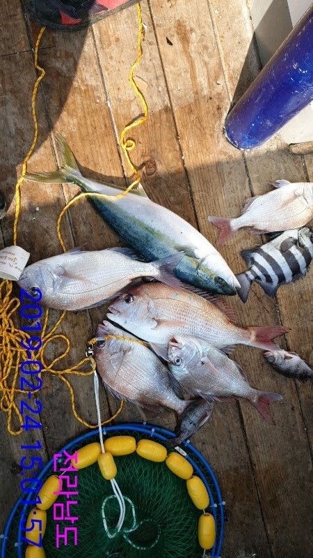 낚시뚜,참돔,녹동항,태극피싱호,낚시뚜5