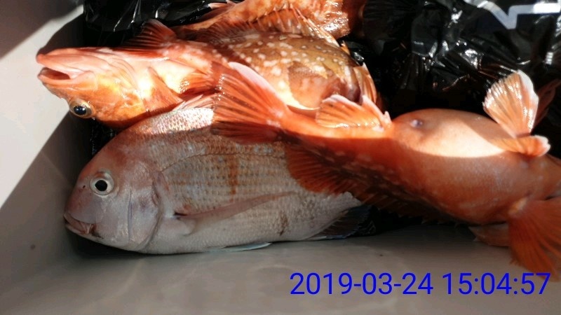 낚시뚜,참돔,녹동항,태극피싱호,낚시뚜16