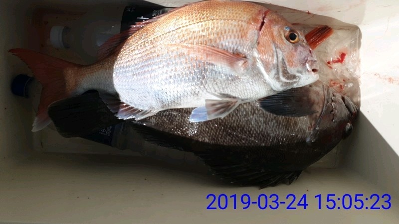 낚시뚜,참돔,녹동항,태극피싱호,낚시뚜20