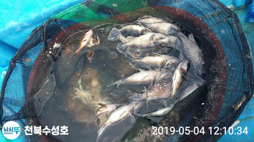 낚시뚜,쭈꾸미,우럭,천북학성선착장,천북 수성호,낚시뚜2