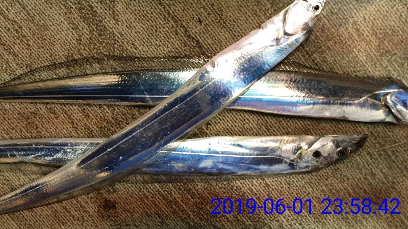 낚시뚜,갈치,녹동항,태극피싱호,낚시뚜26