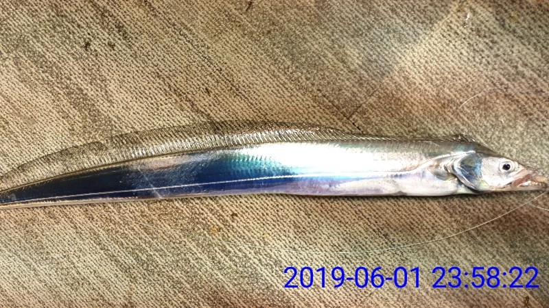 낚시뚜,갈치,녹동항,태극피싱호,낚시뚜27