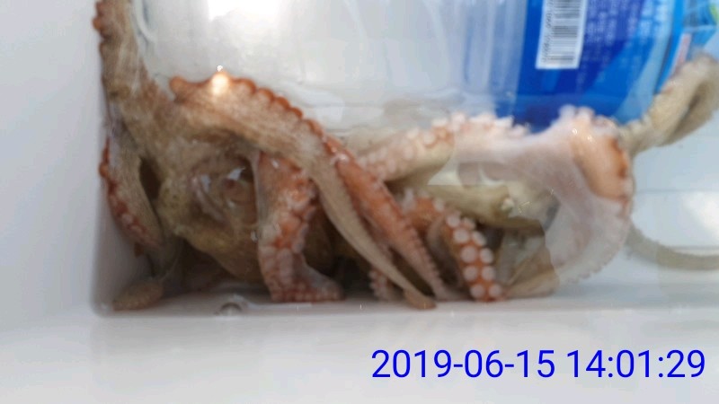 낚시뚜,문어,녹동항,태극피싱호,낚시뚜39