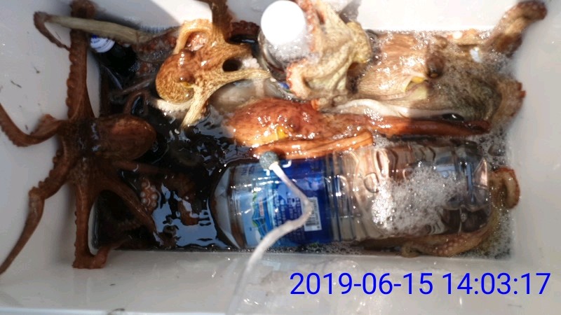 낚시뚜,문어,녹동항,태극피싱호,낚시뚜41