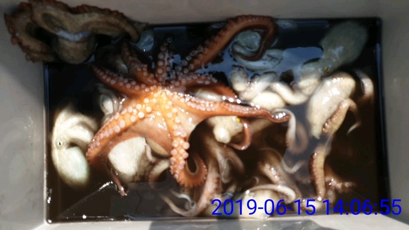 낚시뚜,문어,녹동항,태극피싱호,낚시뚜42