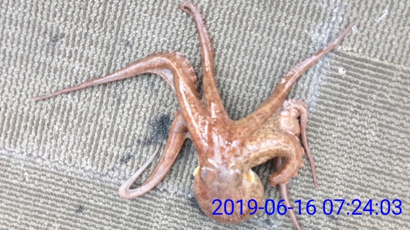 낚시뚜,문어,녹동항,태극피싱호,낚시뚜47