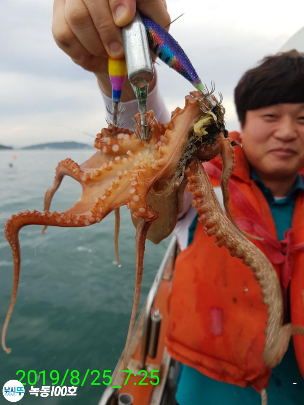 낚시뚜,돌문어,녹동항,녹동100호,낚시뚜70