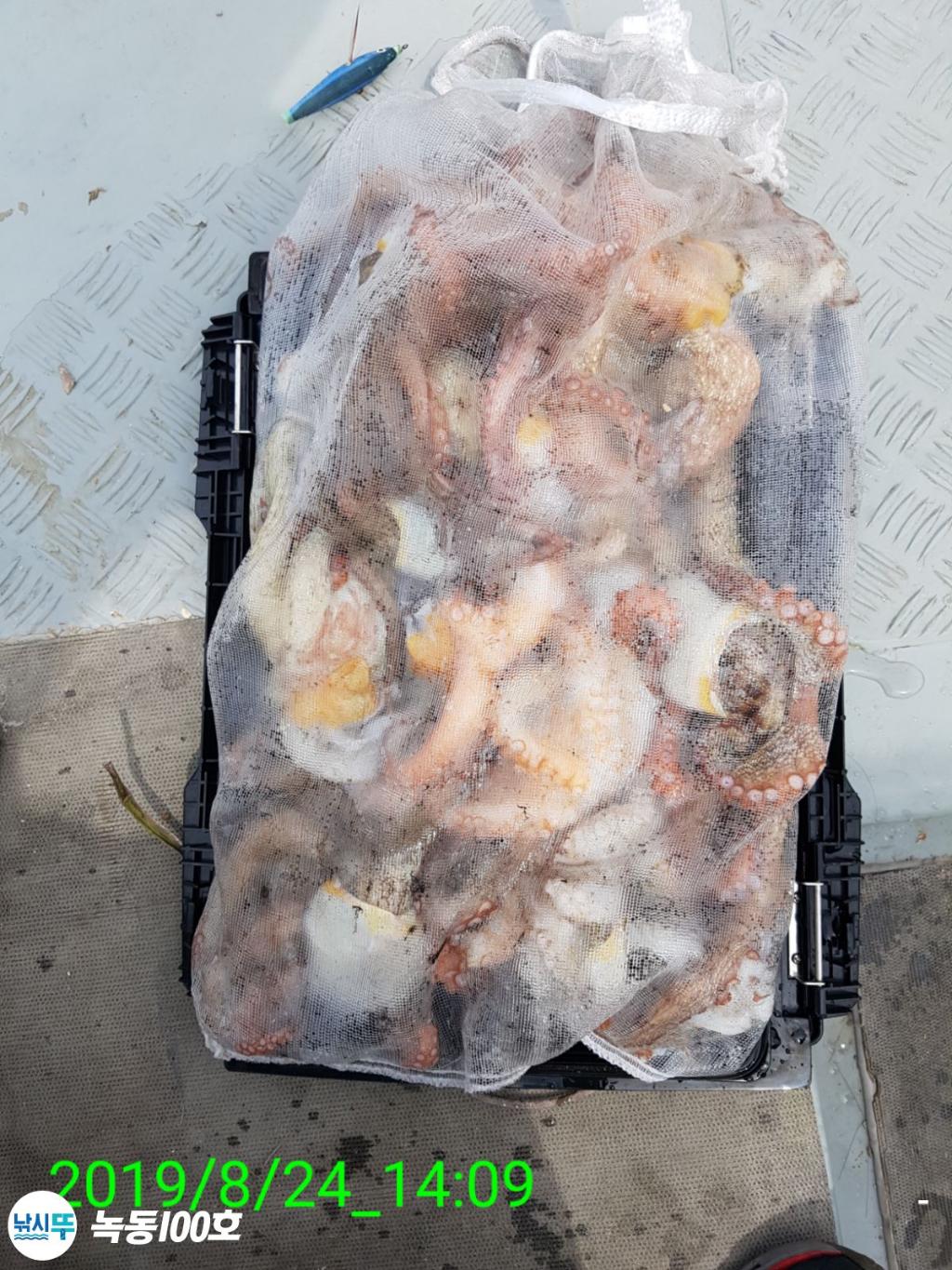 낚시뚜,돌문어,녹동항,녹동100호,낚시뚜56