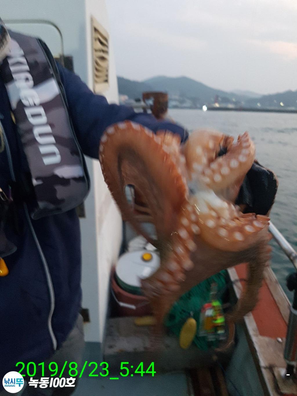 낚시뚜,돌문어,녹동항,녹동100호,낚시뚜2