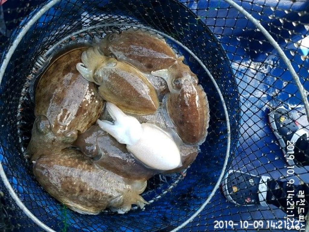 낚시뚜,갑오징어,대방항,레전드피싱,낚시뚜7