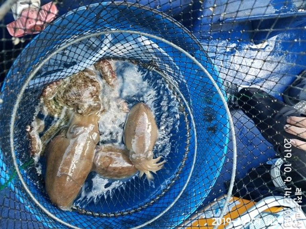 낚시뚜,갑오징어,대방항,레전드피싱,낚시뚜6