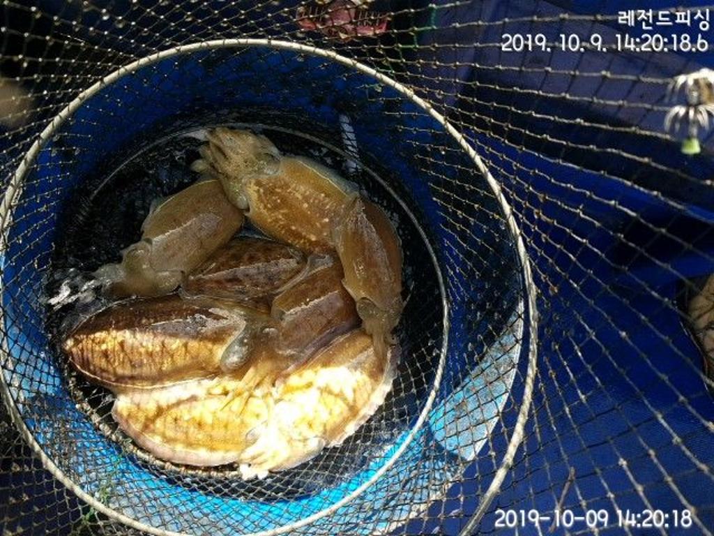 낚시뚜,갑오징어,대방항,레전드피싱,낚시뚜2
