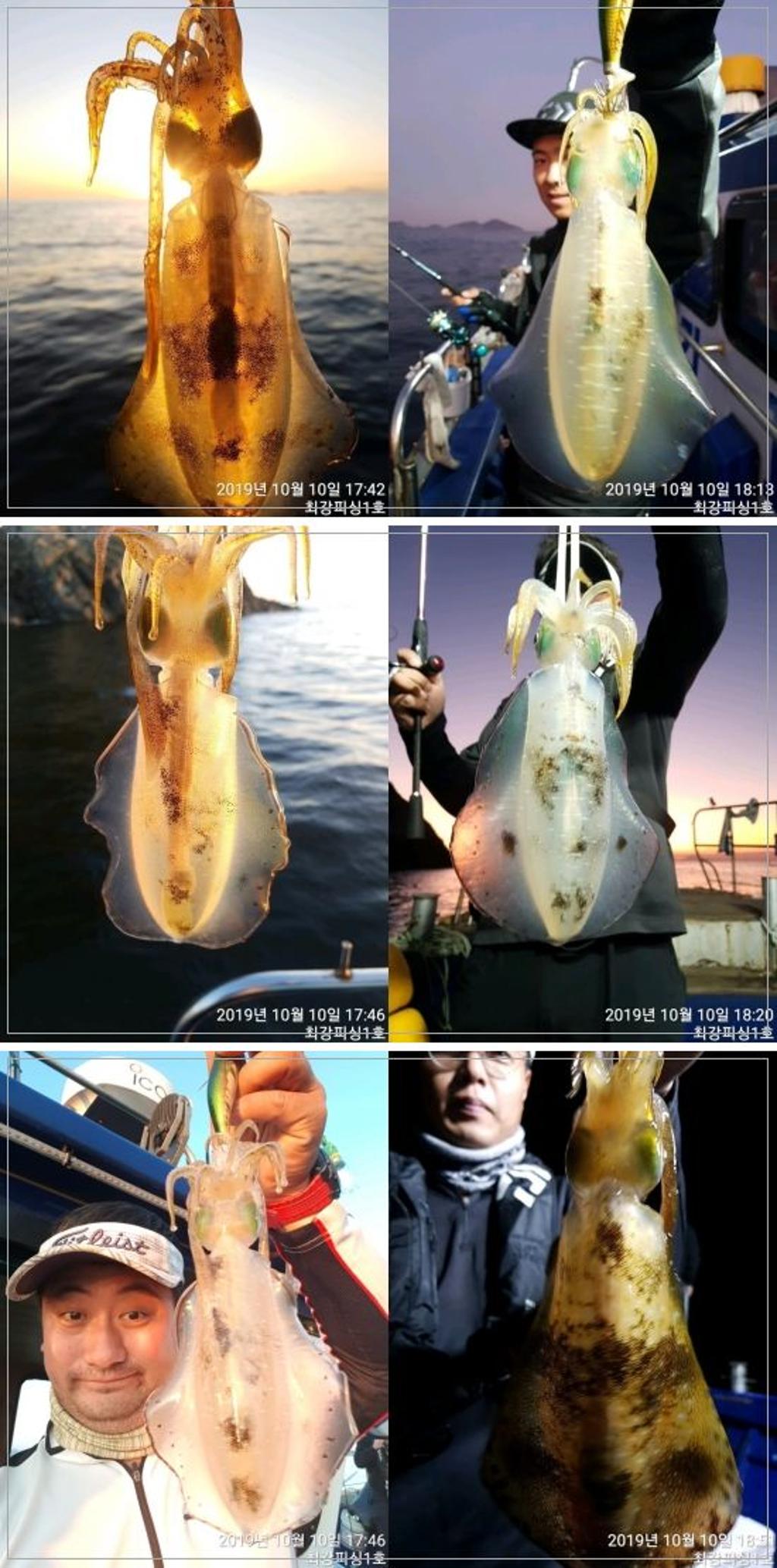 낚시뚜,무늬오징어,술역항,거제최강피싱,낚시뚜0