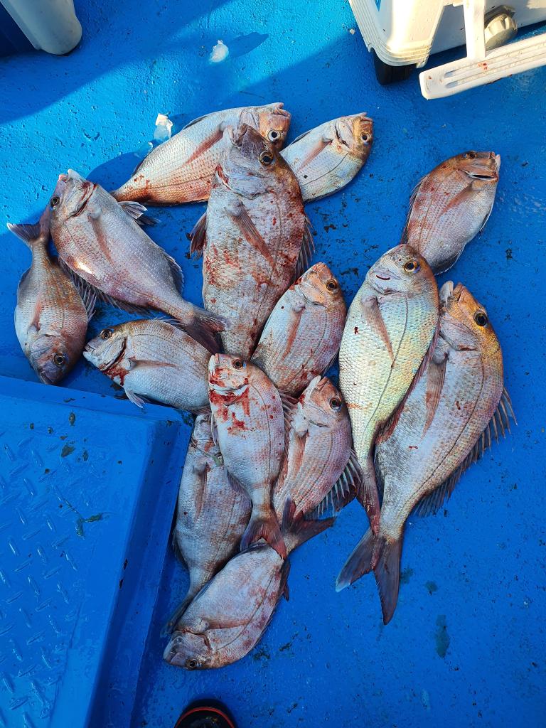 낚시뚜,참돔 광어,서망항,뻥쟁이호,낚시뚜0