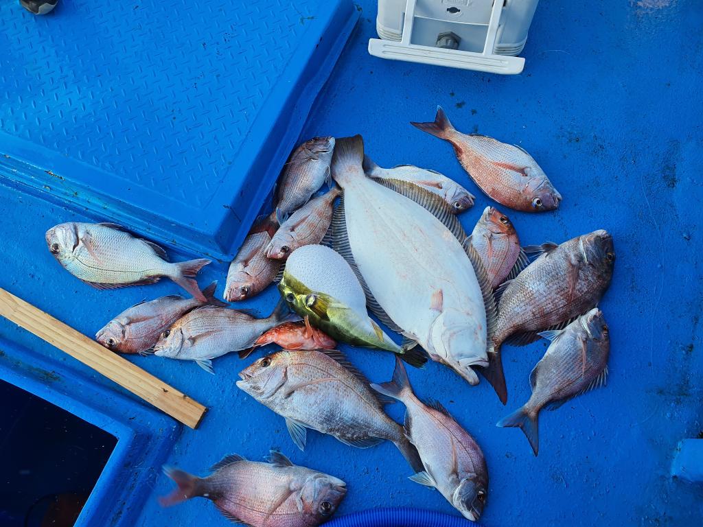 낚시뚜,참돔 광어,서망항,뻥쟁이호,낚시뚜1