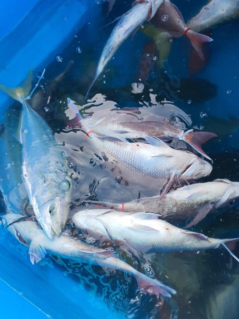 낚시뚜,,서망항,뻥쟁이호,낚시뚜6