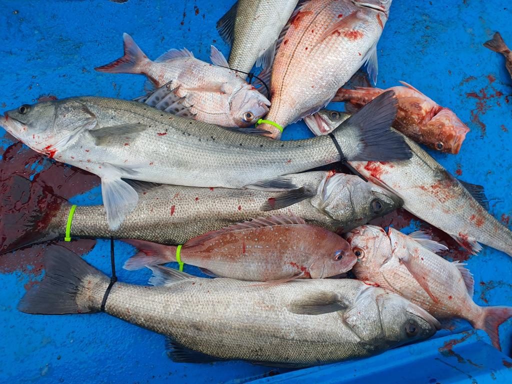 낚시뚜,,서망항,뻥쟁이호,낚시뚜1