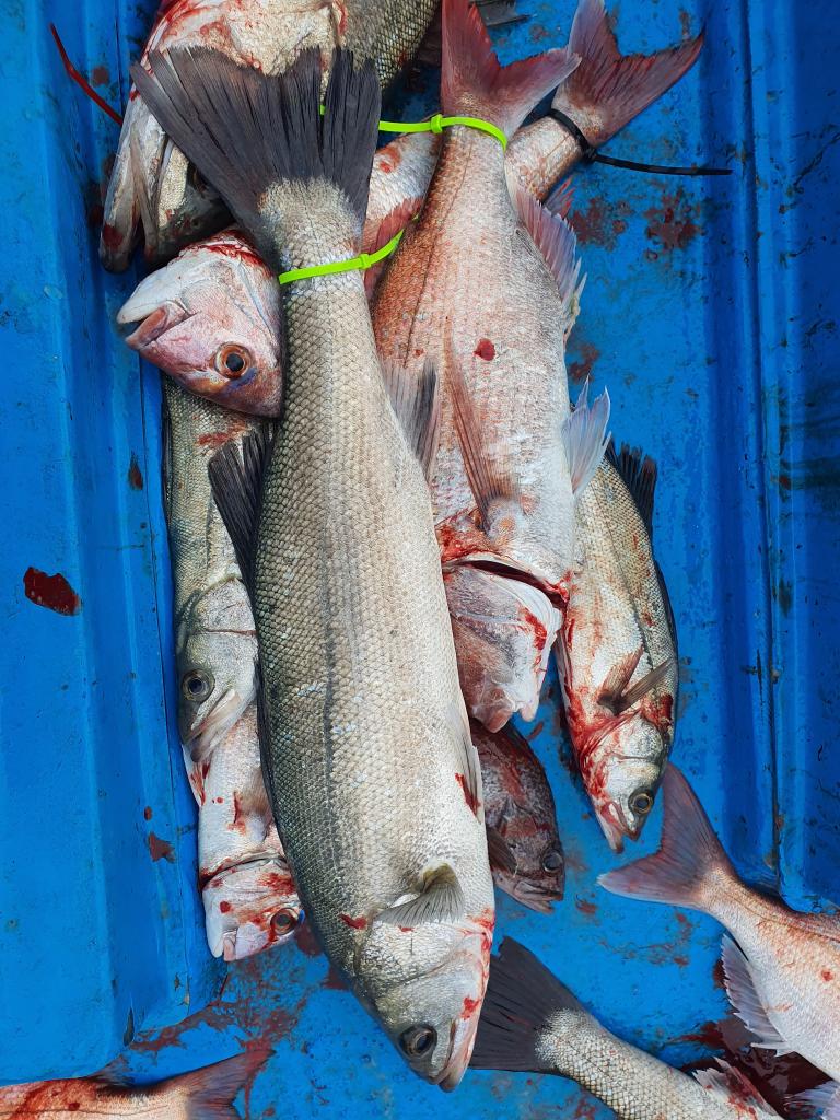 낚시뚜,,서망항,뻥쟁이호,낚시뚜0