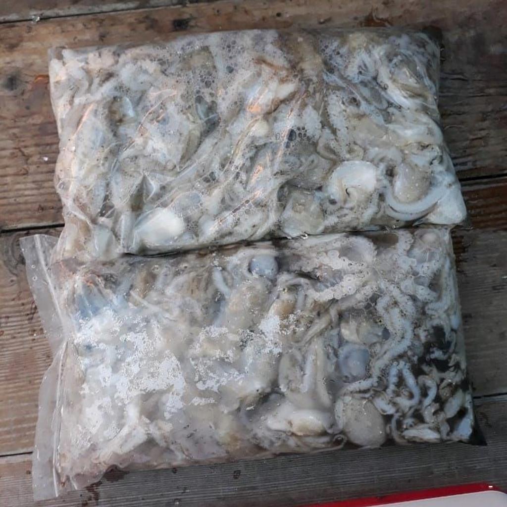 낚시뚜,다금바리,쭈꾸미,갑오징어,완도항,완도국제낚시,낚시뚜14