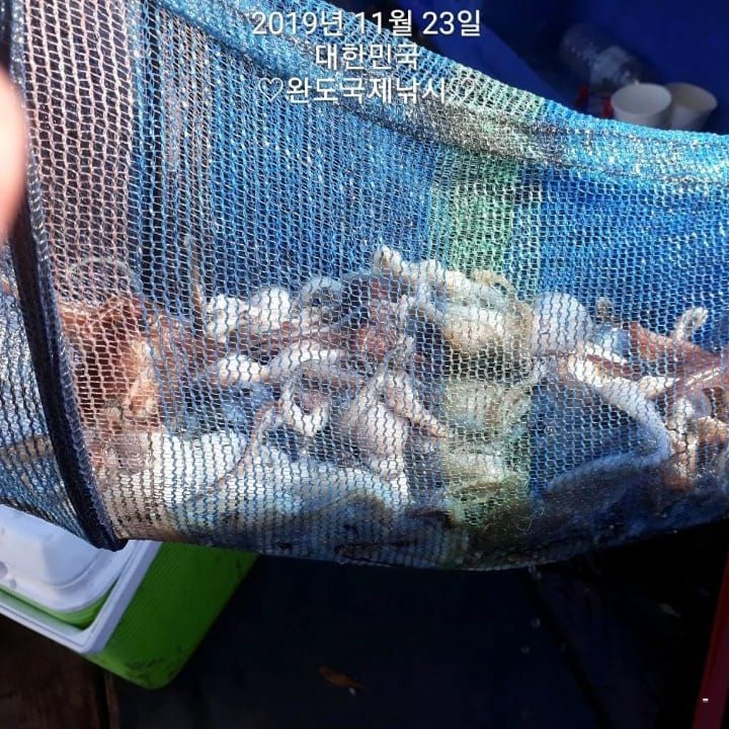 낚시뚜,다금바리,쭈꾸미,갑오징어,완도항,완도국제낚시,낚시뚜13