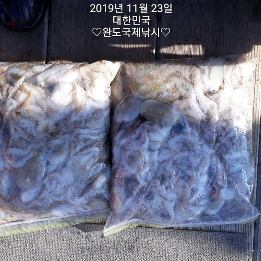 낚시뚜,다금바리,쭈꾸미,갑오징어,완도항,완도국제낚시,낚시뚜12