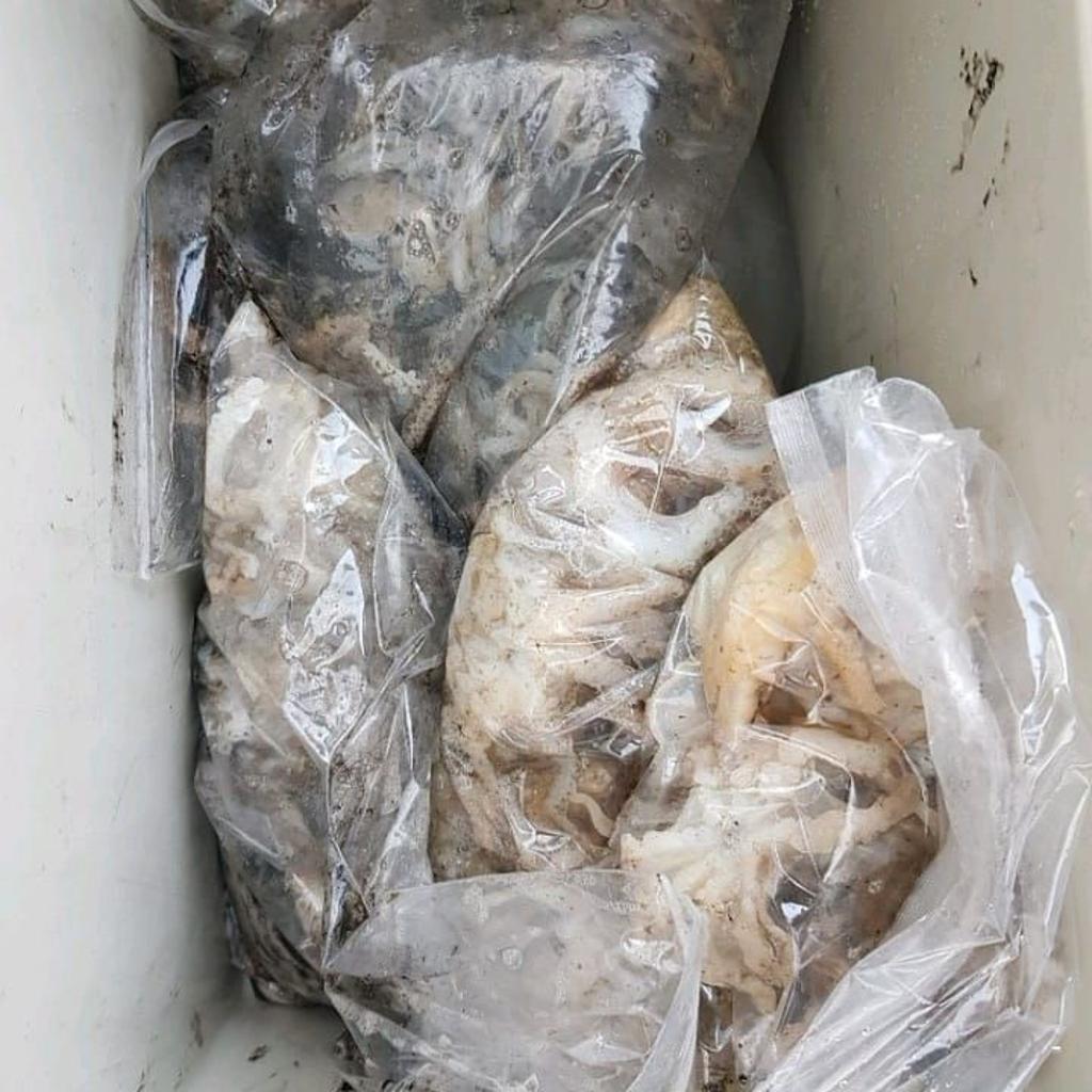 낚시뚜,다금바리,쭈꾸미,갑오징어,완도항,완도국제낚시,낚시뚜11