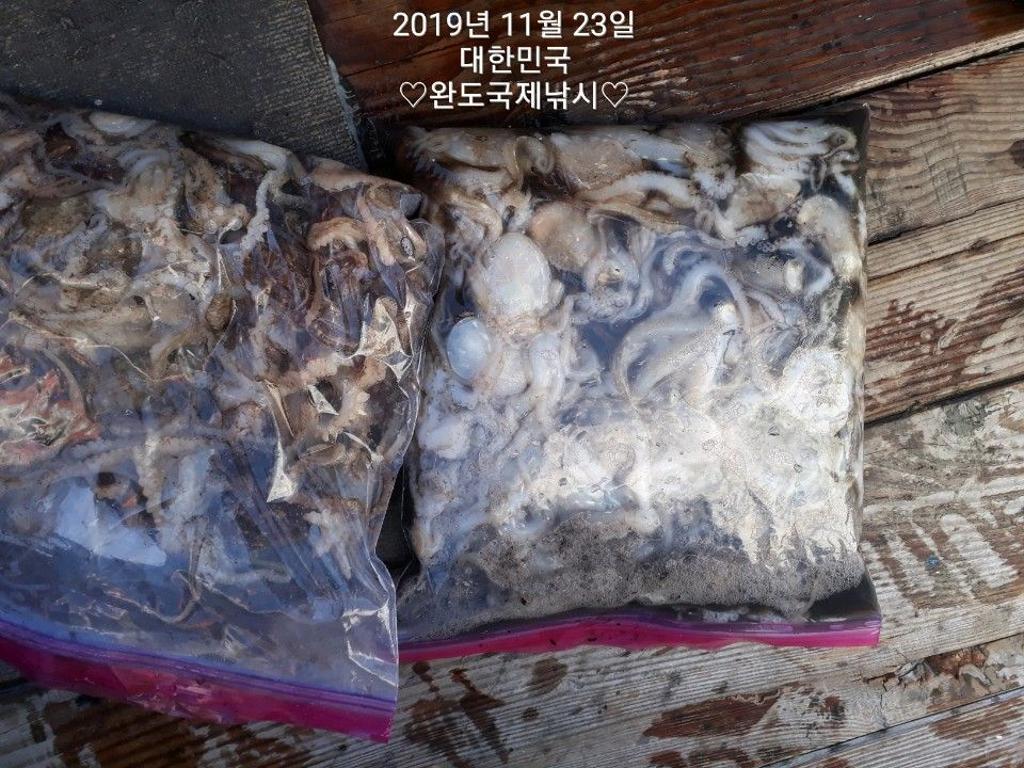 낚시뚜,다금바리,쭈꾸미,갑오징어,완도항,완도국제낚시,낚시뚜10