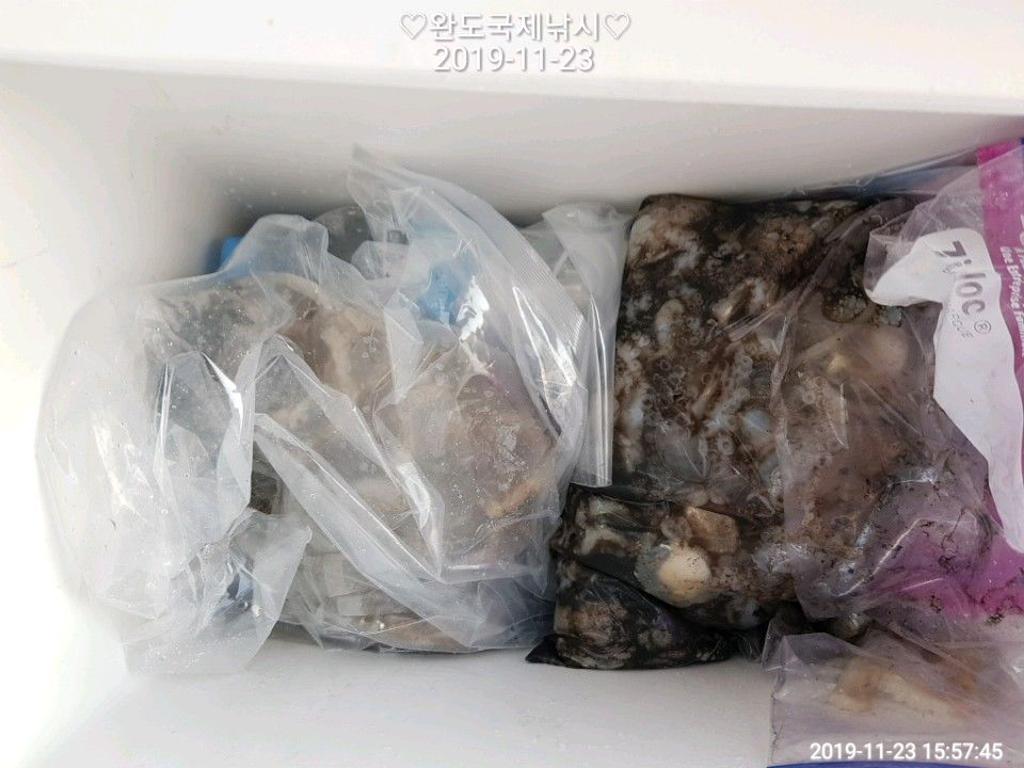 낚시뚜,다금바리,쭈꾸미,갑오징어,완도항,완도국제낚시,낚시뚜8