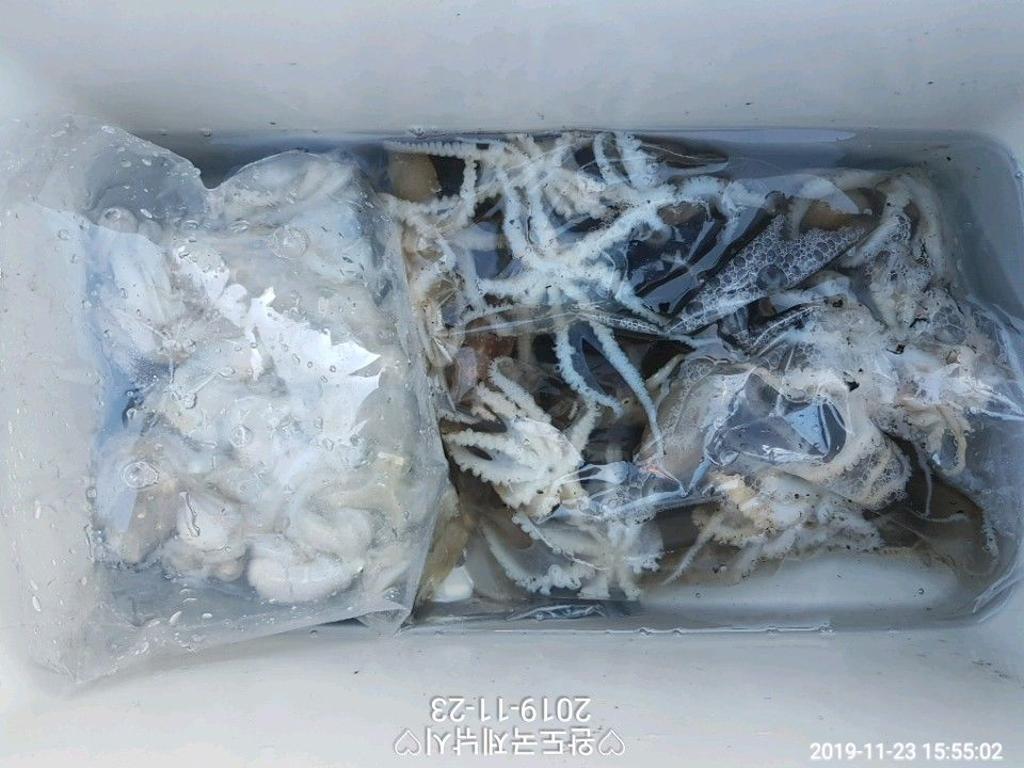 낚시뚜,다금바리,쭈꾸미,갑오징어,완도항,완도국제낚시,낚시뚜7