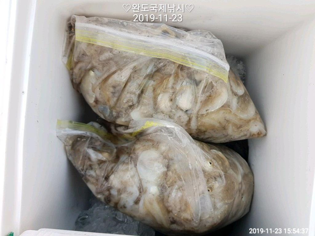 낚시뚜,다금바리,쭈꾸미,갑오징어,완도항,완도국제낚시,낚시뚜6