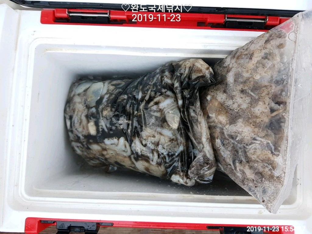 낚시뚜,다금바리,쭈꾸미,갑오징어,완도항,완도국제낚시,낚시뚜5