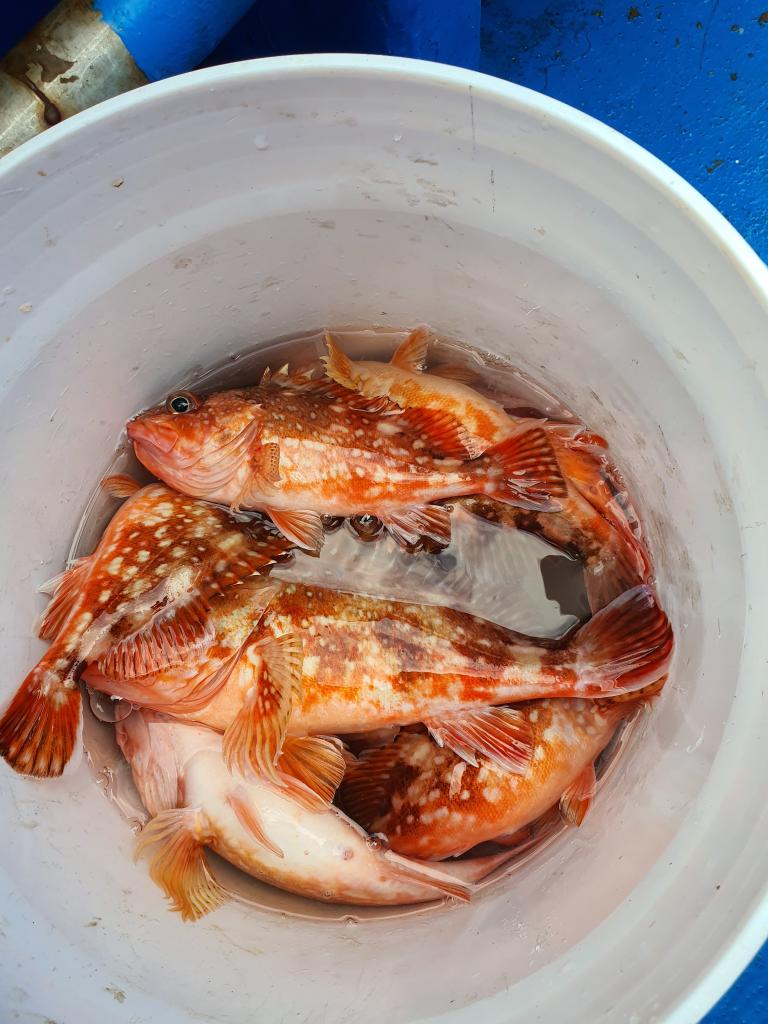 낚시뚜,,서망항,뻥쟁이호,낚시뚜4