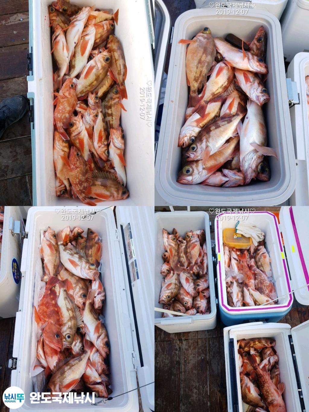 낚시뚜,열기,완도항,완도국제낚시,낚시뚜4