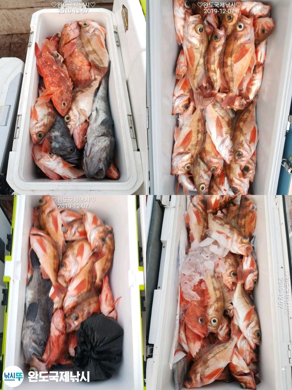 낚시뚜,열기,완도항,완도국제낚시,낚시뚜3