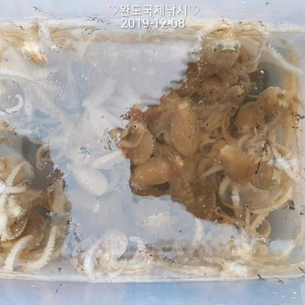 낚시뚜,쭈꾸미,완도항,완도국제낚시,낚시뚜12