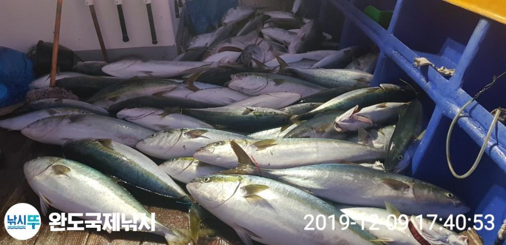 낚시뚜,방어,부시리,완도항,완도국제낚시,낚시뚜7