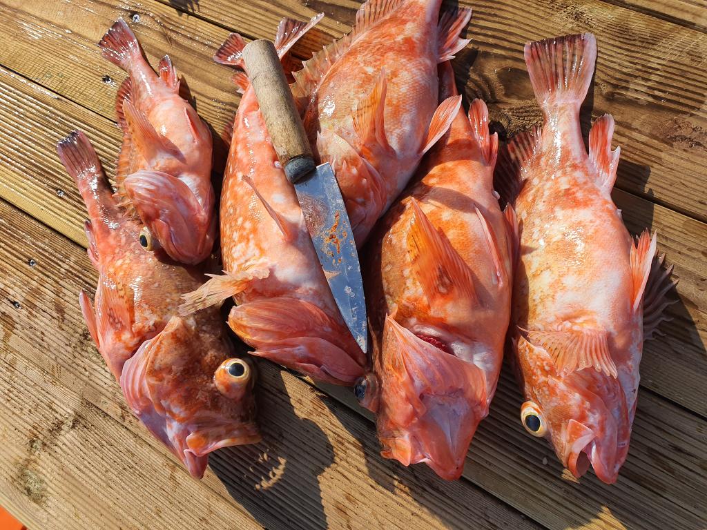 낚시뚜,,서망항,뻥쟁이호,낚시뚜3