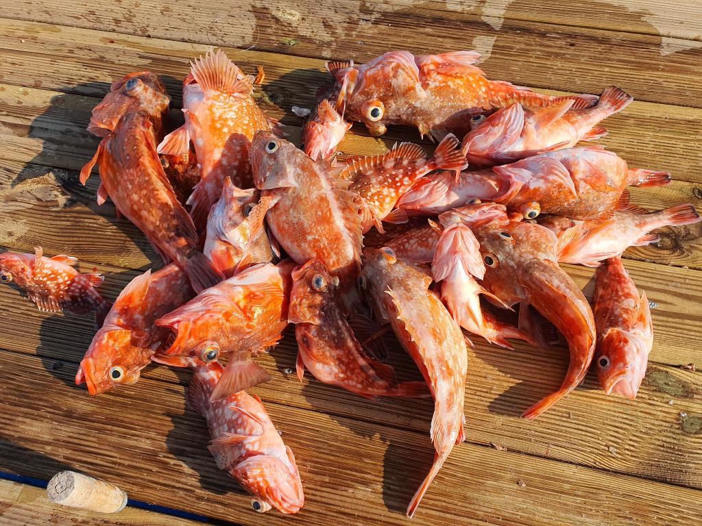 낚시뚜,,서망항,뻥쟁이호,낚시뚜4