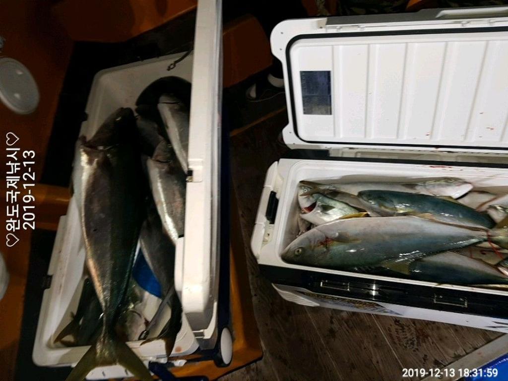 낚시뚜,방어,부시리,완도항,완도국제낚시,낚시뚜4