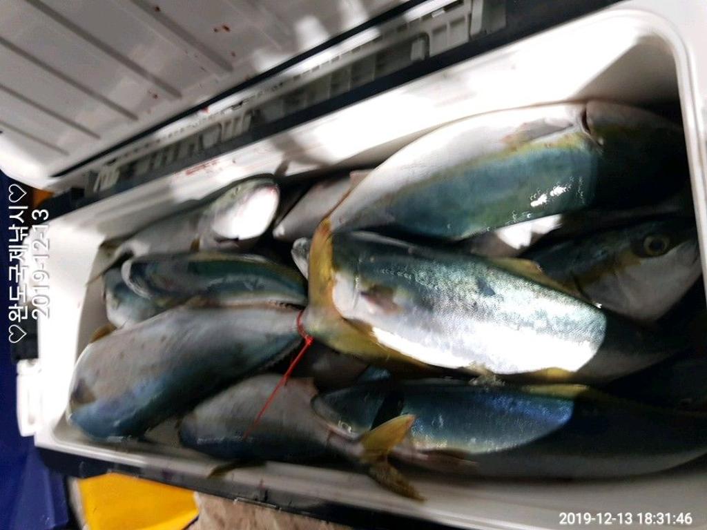 낚시뚜,방어,부시리,완도항,완도국제낚시,낚시뚜3