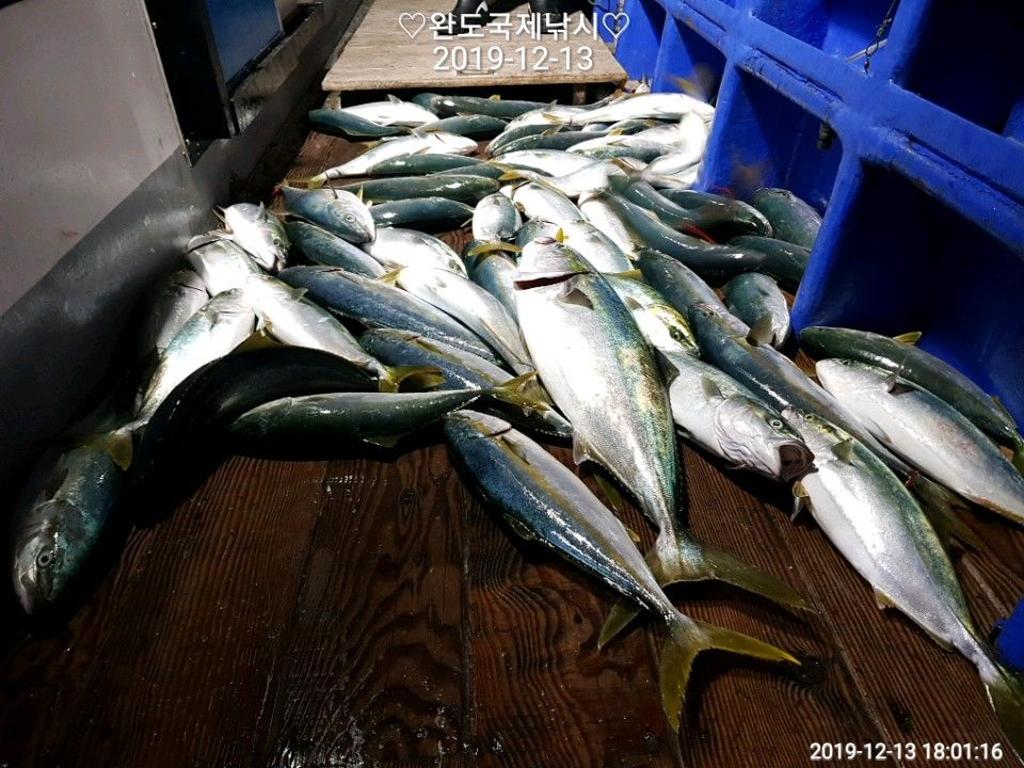 낚시뚜,방어,부시리,완도항,완도국제낚시,낚시뚜2