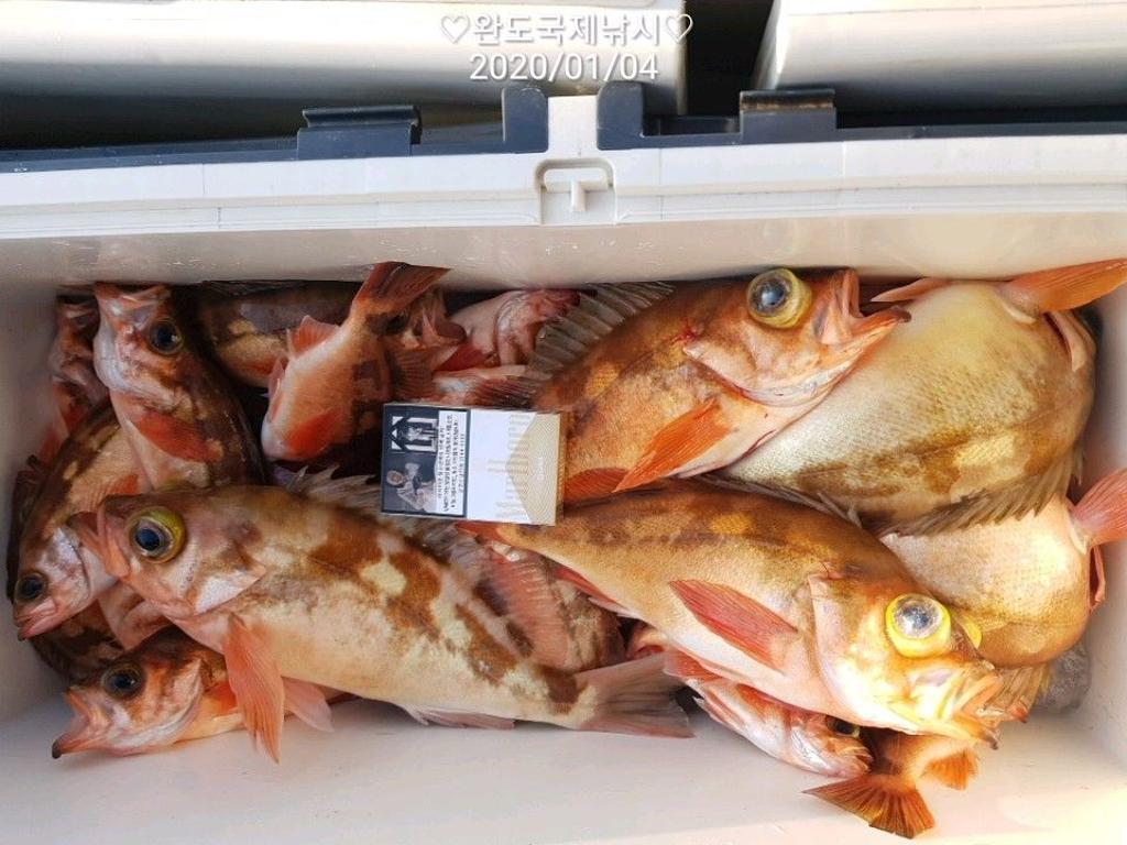 낚시뚜,열기,완도항,완도국제낚시,낚시뚜20