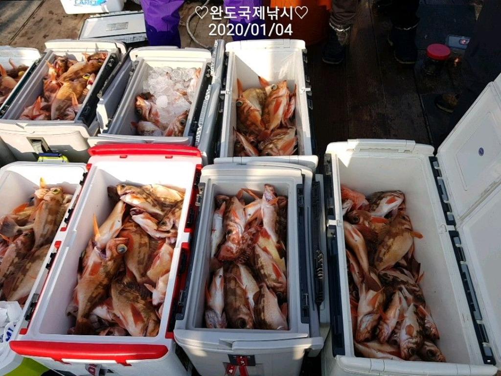 낚시뚜,열기,완도항,완도국제낚시,낚시뚜19