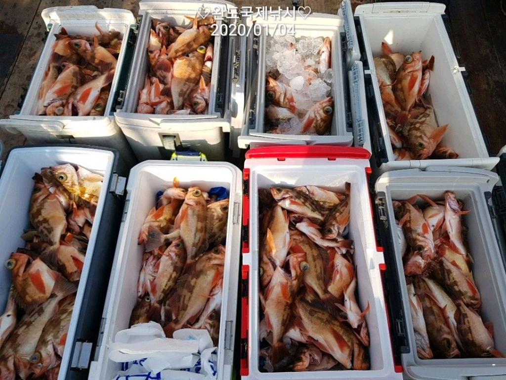 낚시뚜,열기,완도항,완도국제낚시,낚시뚜18