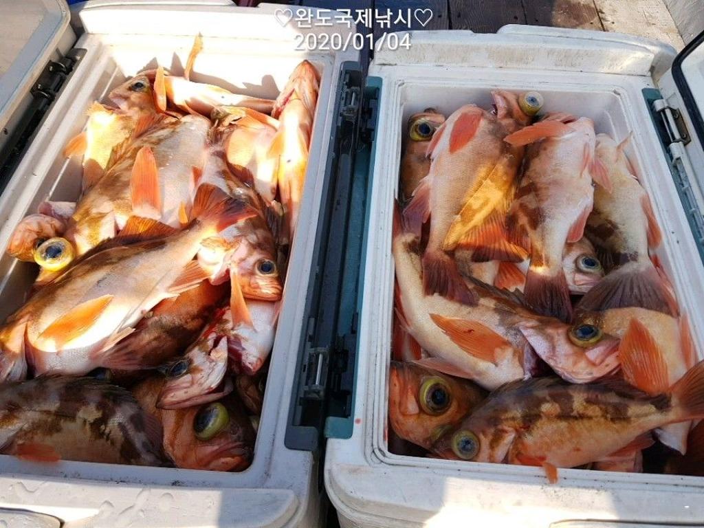 낚시뚜,열기,완도항,완도국제낚시,낚시뚜17