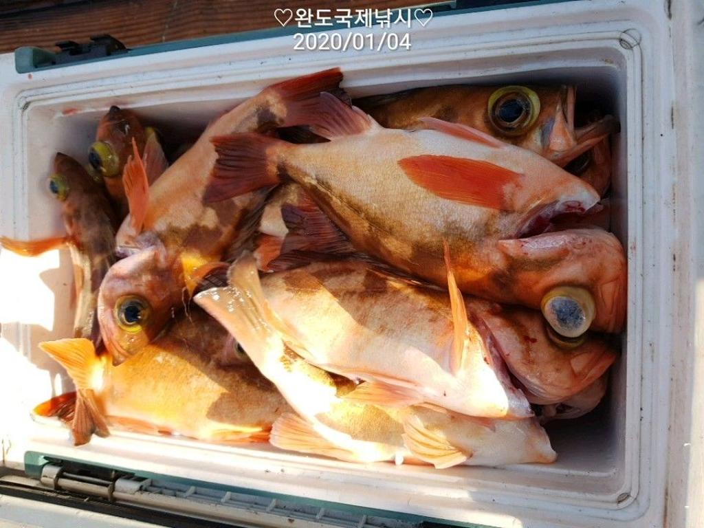 낚시뚜,열기,완도항,완도국제낚시,낚시뚜16