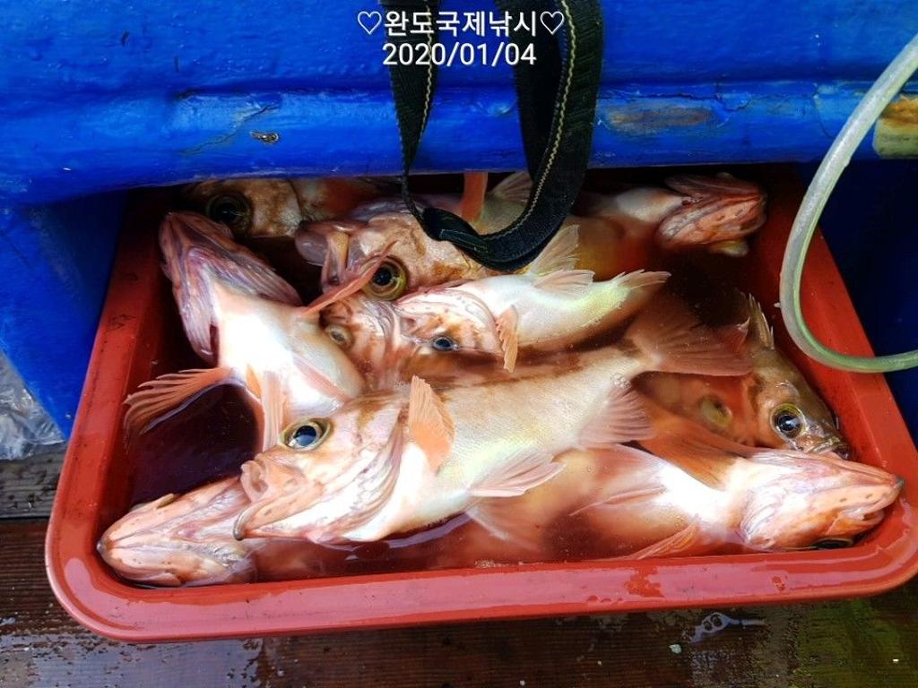 낚시뚜,열기,완도항,완도국제낚시,낚시뚜14