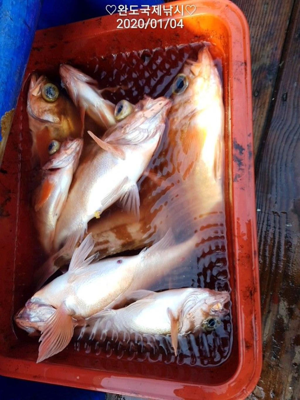 낚시뚜,열기,완도항,완도국제낚시,낚시뚜13